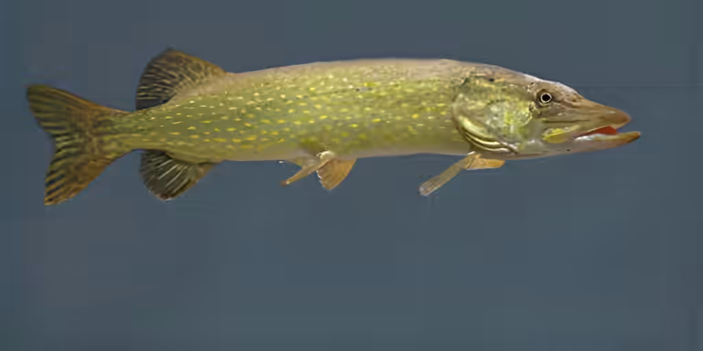 pike