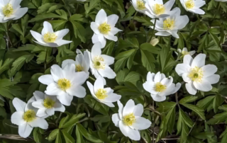 spring in finland