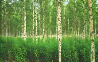 summer-in-finland