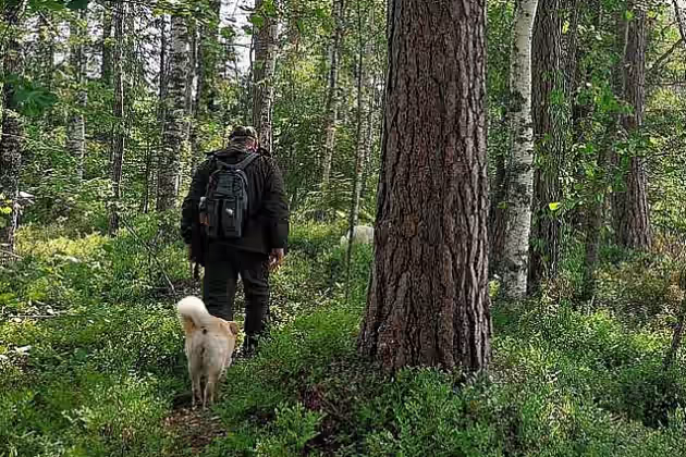 walking in savonranta walking in savonranta